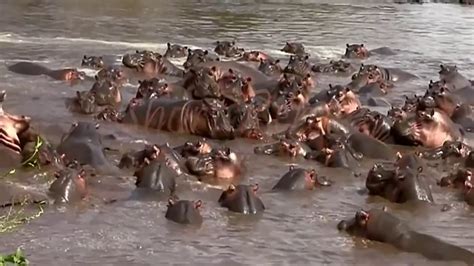 Hippo Vs Crocodile Fight Youtube