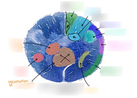 Spino-medullary Junction Diagram | Quizlet