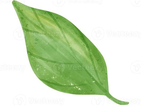 Watercolour Green Leaf Of Orange Fruit Hand Painted Illustration