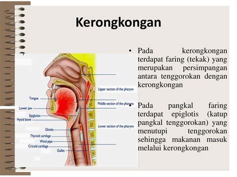 Detail Gambar Kerongkongan Dan Fungsinya Koleksi Nomer 34