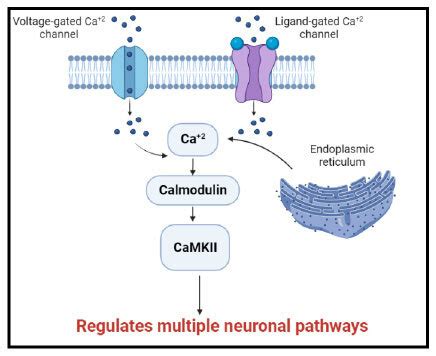 Mechanism Of Camkii Activation In The Central Nervous System