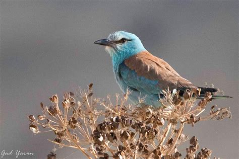 Gad Yaron Birds Photography Bee Eaters And Rollers