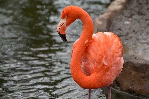 Caribbean Flamingo | The Maryland Zoo