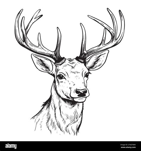 Stag deer head sketch vector graphics monochrome black-and-white ...