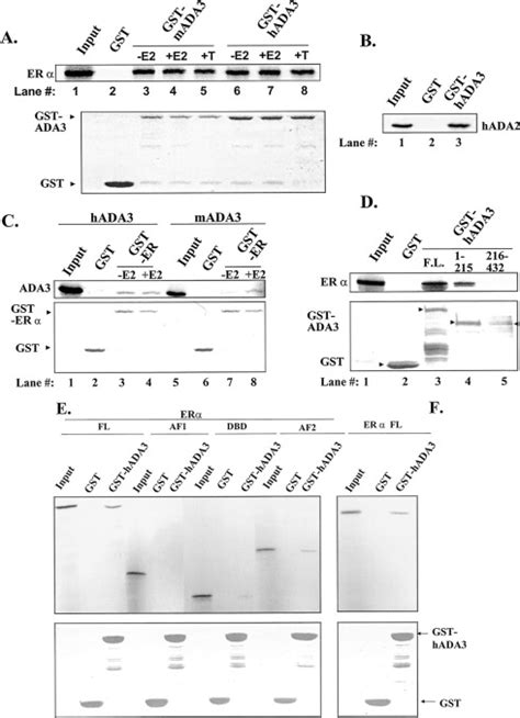 Human Ada3 Binds To Estrogen Receptor Er And Functions As A