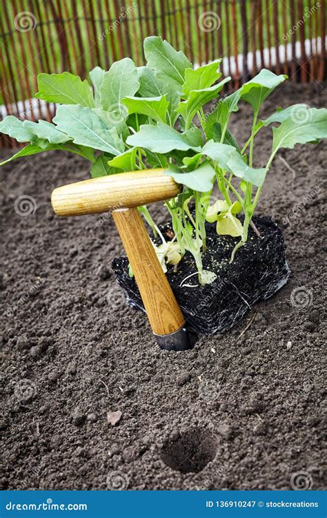 Transplanting Vegetable Seedlings Into A Garden Stock Image Image Of