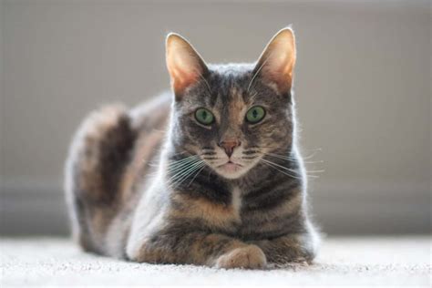 Dilute Tortoiseshell Cat The Beauty Of Torties