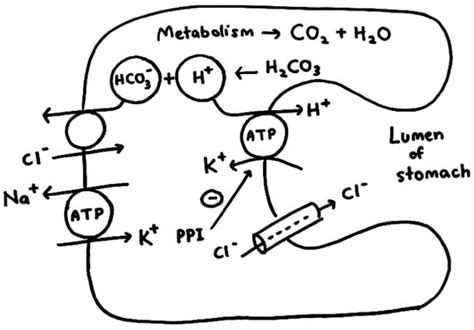 Gastric Acid Secretion Made Easy | Epomedicine