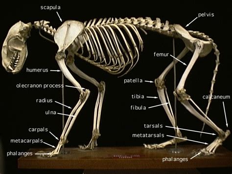 Team Cheetah Anatomy And Biology