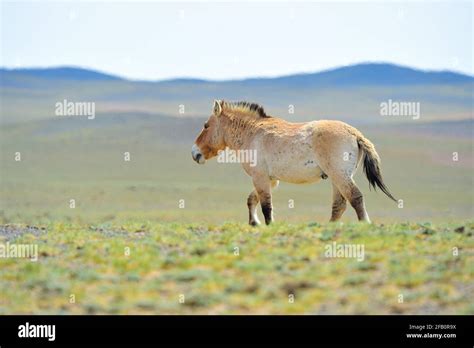 Altay China S Xinjiang Uygur Autonomous Region Rd Apr A