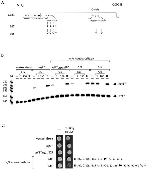 Substitutions of His 107 , Cys 108 , Cys 115 , and Cys 116 amino acids... | Download Scientific ...