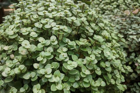 Como Cuidar Do Dinheiro Em Penca Callisia Repens Plantasonya O