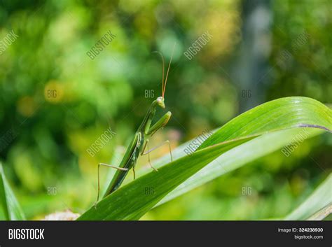 Green Mantis. Green Image & Photo (Free Trial) | Bigstock