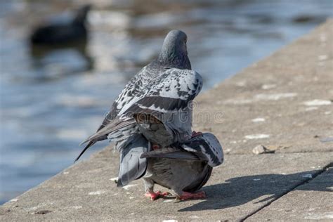 Rock Dove Mating Stock Photo Image Of Park Pair Columba 189725860