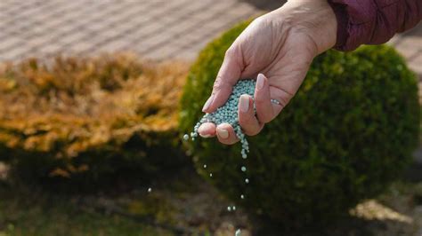 Mastering The Art How To Fertilize Your Lawn For Optimal Growth