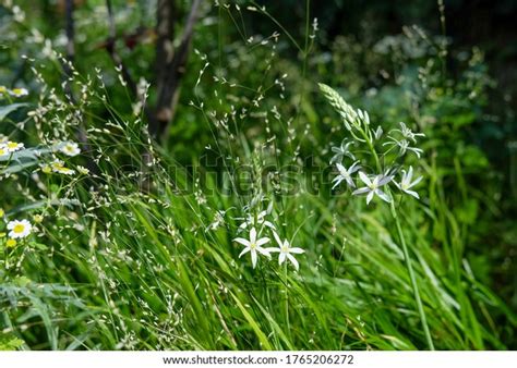 Siberian Melic Melica Altissima Alba Star Stock Photo