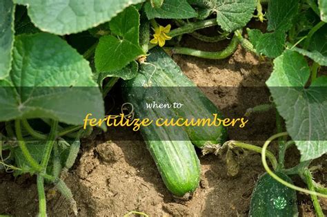 Maximizing Yield A Guide To Timing Cucumber Fertilization Shuncy