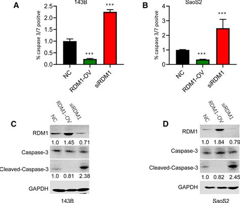 Rdm Inhibited Cell Apoptosis In B And Saos Cells Ab The Cell