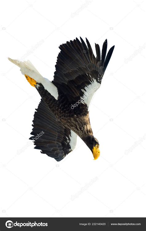 Adult Steller S Sea Eagle Flight Scientific Name Haliaeetus Pelagicus