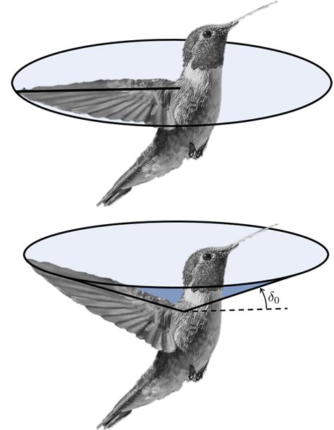 Illustration of the wing leading edge path in the case of no wing... | Download Scientific Diagram