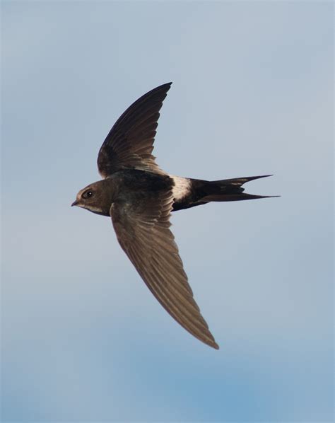 Details : White-rumped Swift - BirdGuides