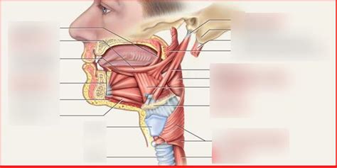 Muscles Of The Tongue And Pharynx Diagram Quizlet The Best Porn Website