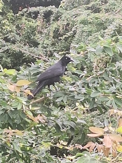 Greater Antillean Grackle From Levittown Toa Baja Puerto Rico On