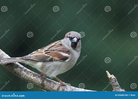 Pardal De Casa Domesticus Do Transmissor Foto De Stock Imagem De