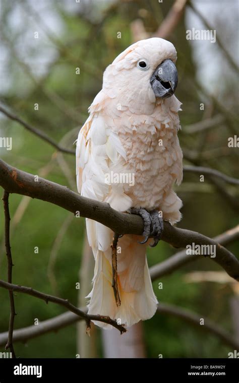 Moluccan Cockatoo Cacatua Moluccensis Aka Salmon Crested Cockatoo