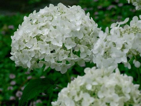 お部屋にふんわり、ナチュラルを。自分でつくる紫陽花（アジサイ）のドライフラワー キナリノ