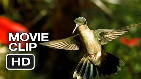 Disneynature: Wings of Life Movie Clip - Hummingbird (2013) - Meryl ...