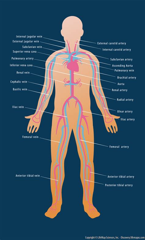 Diagram Of The Human Vascular System Microbiome Typography B