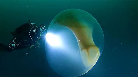 Divers Encounter Giant Squid Egg YouTube