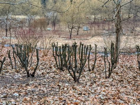 Cutting Back The Pussy Willows The Martha Stewart Blog