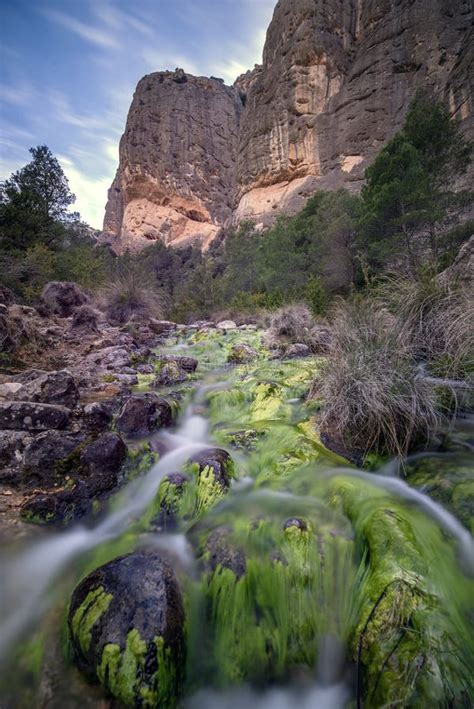 Mediterranean forest stock image. Image of wild, elite - 100983089