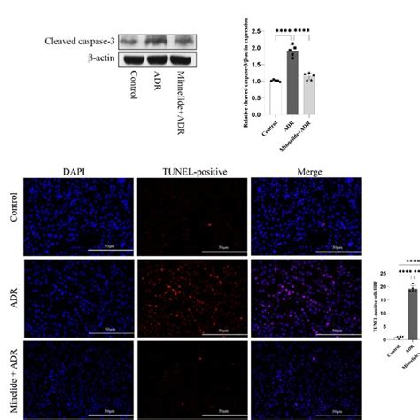 Minnelide Improved Adr Induced Renal Cell Apoptosis A Protein Level Of