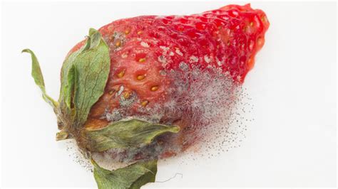 Is It Safe To Eat Moldy Strawberries