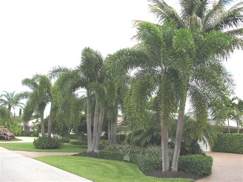 Foxtail Palm Landscape