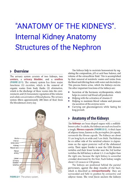 Solution Anatomy Of The Kidneys Internal Kidney Anatomy