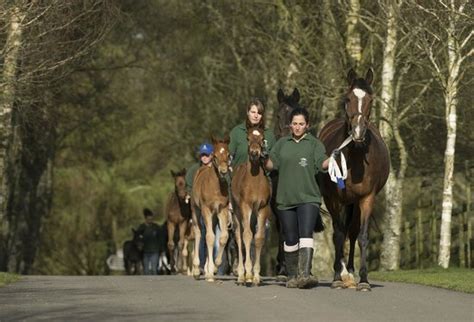 Irish National Stud And Gardens Tully Updated March 2021 Top Tips