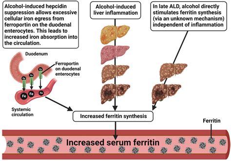 Putative reasons for alcohol-induced increment in serum ferritin ...