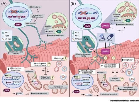 Mitochondrial Stress In Spinal Muscular Atrophy SMA And The Effects