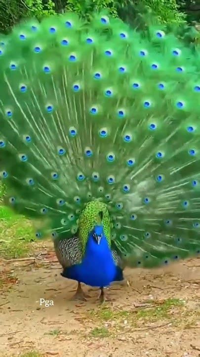 Beautiful Peacock Dancing In The Garden Peafowl Dance Peacock Dance