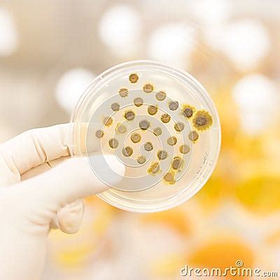 Fungi Grown On Agar Plate Stock Photo Image 55335622