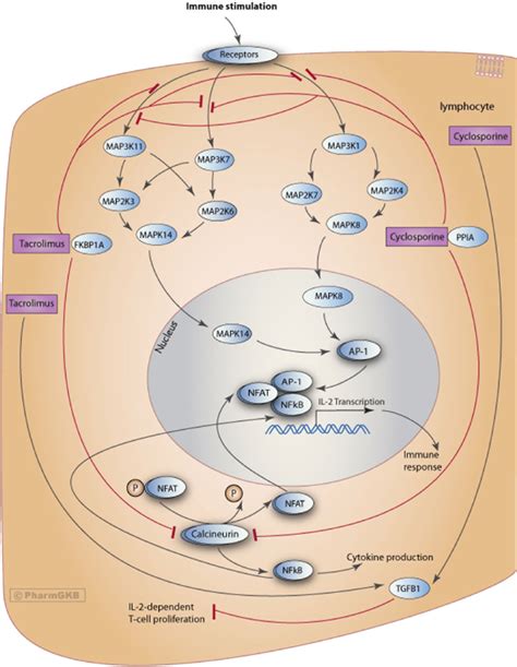 Pharmacodynamics Of Calcineurin Inhibitor Pathway Stylized Depiction