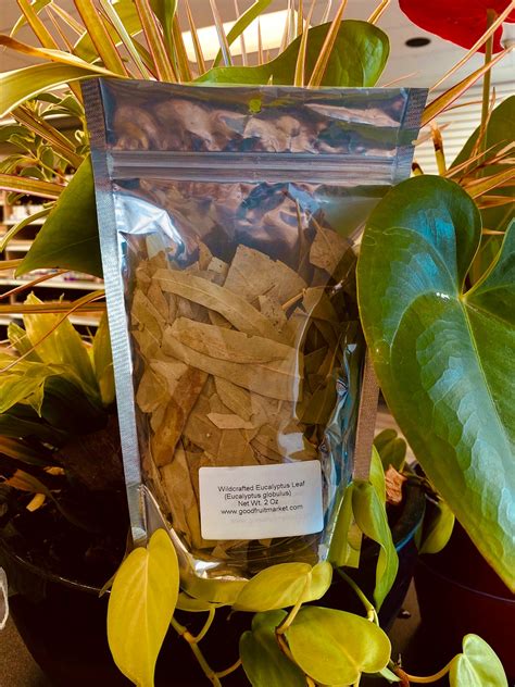 Eucalyptus Leaf Dried 2oz Eucalyptus Leaf Tea Wildcrafted Etsy