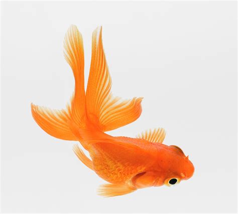 Fantail Goldfish Carassius Auratus Photograph By Don Farrall Pixels