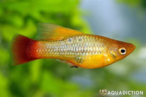 Variatus Platy Xiphophorus Variatus Fish Profile Care Guide