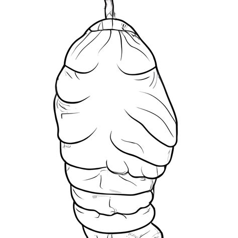 Cocoon Coloring Page Black And White Creative Fabrica