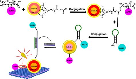 Scheme 1 Schematic Representation Of The Conjugation Of GSH AuNPs To